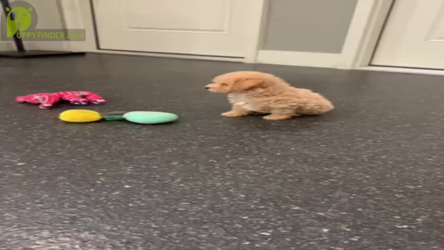 Video preview image #16 Maltipoo Puppy For Sale in WARSAW, IN, USA