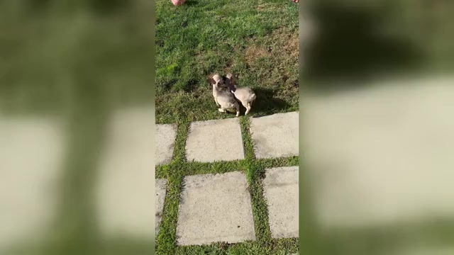 Video preview image #3 French Bulldog Puppy For Sale in YUCAIPA, CA, USA