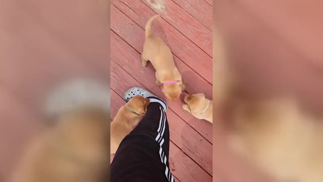 Video preview image #1 Labrador Retriever Puppy For Sale in BUFFALO, NY, USA