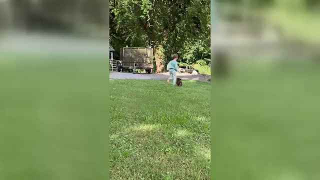 Video preview image #2 Miniature American Shepherd Puppy For Sale in NOLENSVILLE, TN, USA