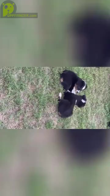 Video preview image #1 Miniature Australian Shepherd Puppy For Sale in KYLE, TX, USA