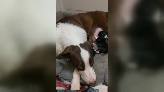 Video preview image #6 Border Collie Puppy For Sale in HARRISON, ID, USA