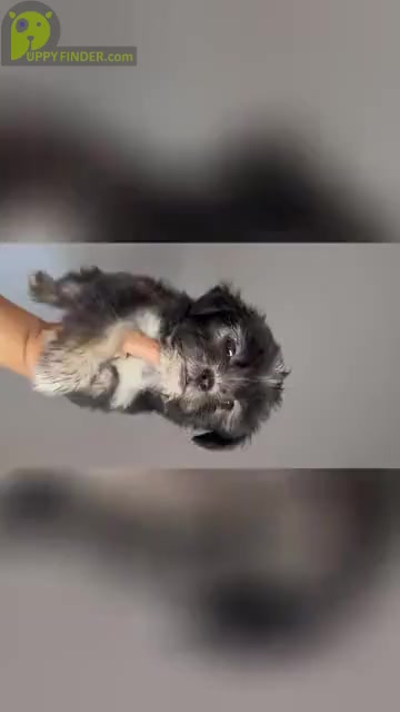 Video preview image #3 Maltipoo Puppy For Sale in ADDISON, TX, USA