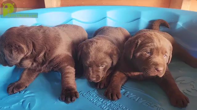 Video preview image #1 Labrador Retriever Puppy For Sale in BARDSTOWN, KY, USA