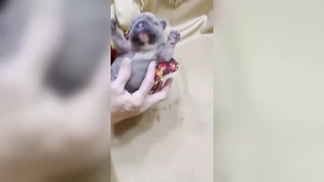 Video preview image #5 French Bulldog Puppy For Sale in WEXFORD, PA, USA