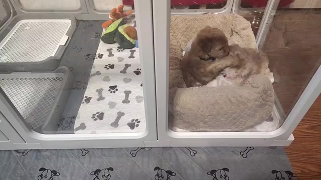 Video preview image #4 Maltipoo (Toy) Puppy For Sale in SAN ANTONIO, TX, USA