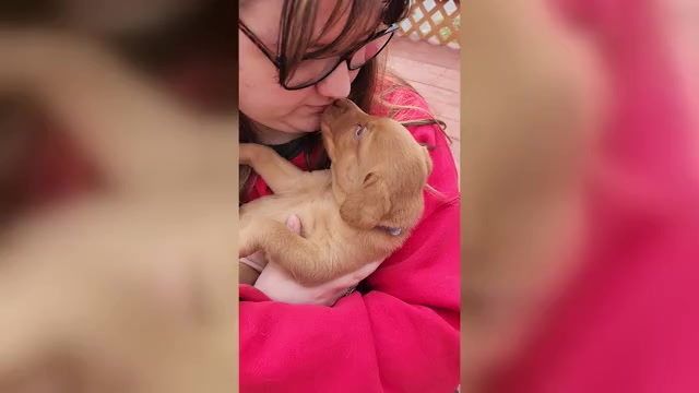 Video preview image #2 Labrador Retriever Puppy For Sale in BUFFALO, NY, USA