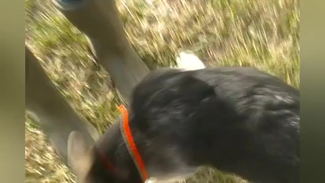 Video preview image #1 German Shepherd Dog Puppy For Sale in PIEDMONT, MO, USA