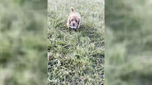Video preview image #1 Maltipoo Puppy For Sale in WARSAW, IN, USA
