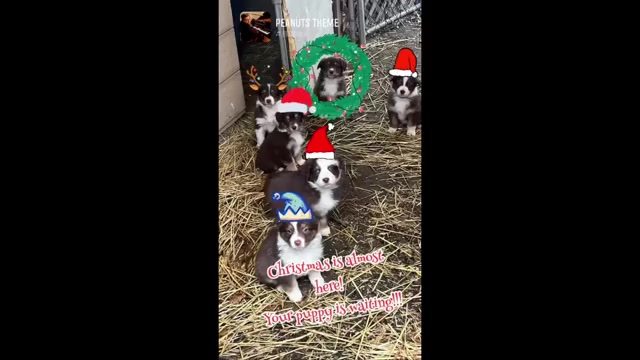 Video preview image #4  Breeder Profile in HARRISON, OH, USA