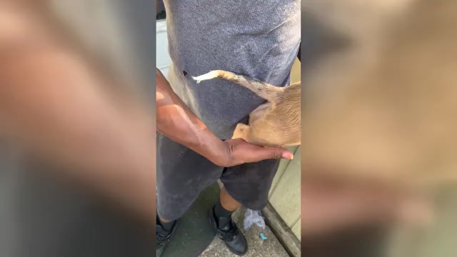 Video preview image #5 American Bully Puppy For Sale in RICHMOND, VA, USA
