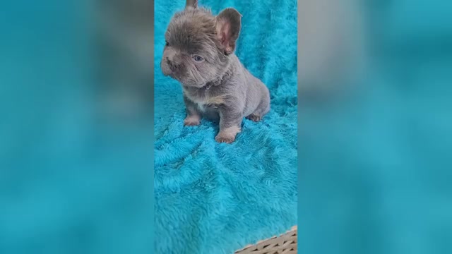Video preview image #4 French Bulldog Puppy For Sale in LAS VEGAS, NV, USA