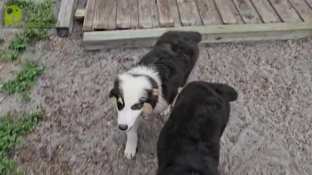 Video preview image #2 Australian Shepherd Puppy For Sale in CLEARWATER, FL, USA
