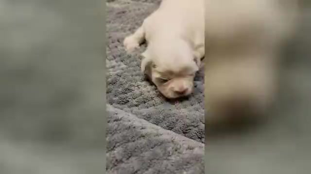 Video preview image #5 Shih Tzu Puppy For Sale in FANNING SPGS, FL, USA