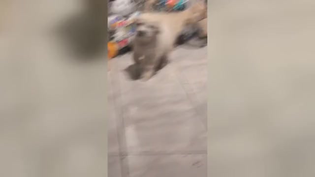 Video preview image #2 Golden Retriever Puppy For Sale in MODESTO, CA, USA