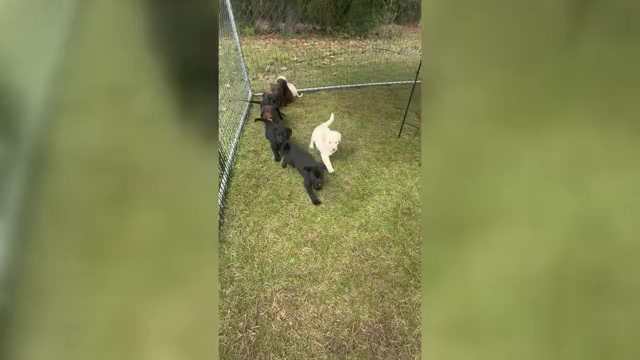 Video preview image #1 Shepradors Puppy For Sale in LEXINGTON, SC, USA