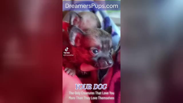 Video preview image #59  Breeder Profile in ADAMSVILLE, TN, USA