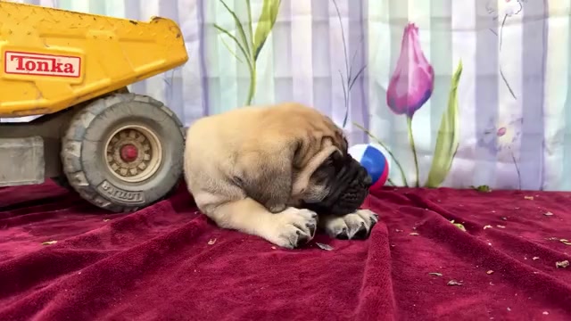 Video preview image #7 Mastiff Puppy For Sale in WAKARUSA, IN, USA