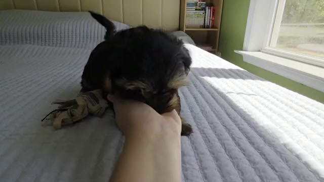 Video preview image #2 Yorkshire Terrier Puppy For Sale in RHOADESVILLE, VA, USA