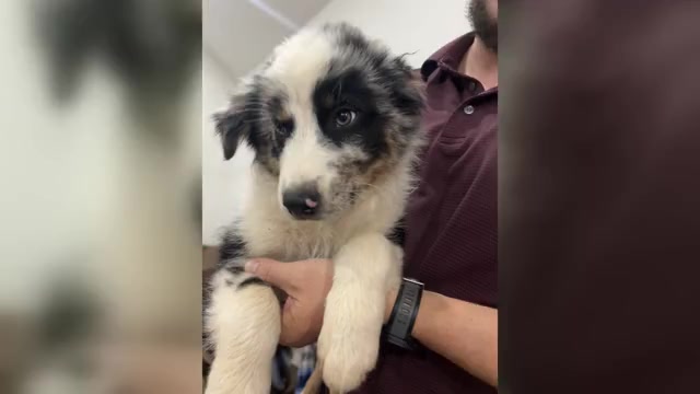 Video preview image #1 Australian Shepherd Puppy For Sale in TYLER, TX, USA