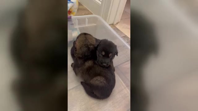 Video preview image #2 German Shepherd Dog Puppy For Sale in TEMPLE, TX, USA
