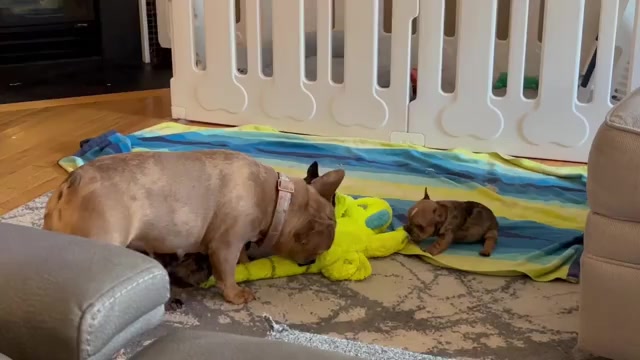Video preview image #1 French Bulldog Puppy For Sale in PORTSMOUTH, NH, USA