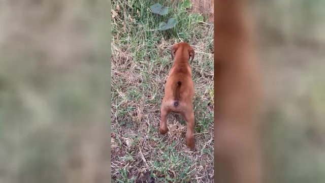 Video preview image #2 Redbone Coonhound Puppy For Sale in DEXTER, MO, USA