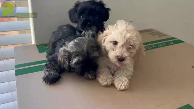 Video preview image #4 Maltipoo Puppy For Sale in ADDISON, TX, USA