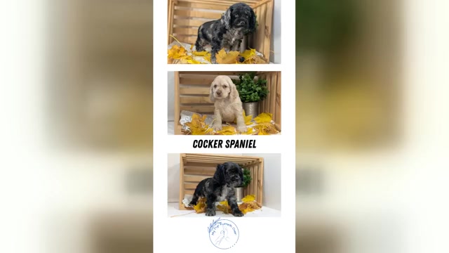 Video preview image #1 Cocker Spaniel Puppy For Sale in GOSHEN, IN, USA