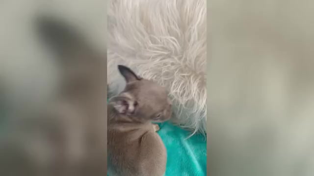 Video preview image #2 French Bulldog Puppy For Sale in CHARLOTTESVILLE, VA, USA