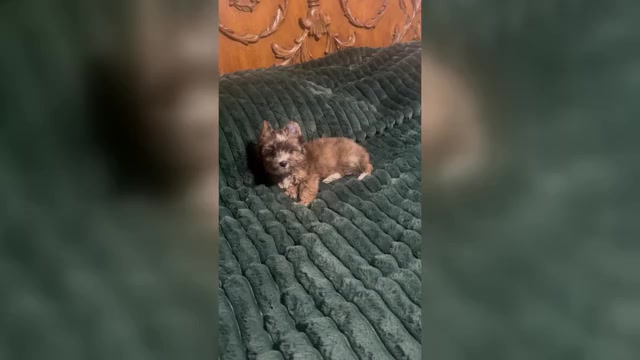 Video preview image #1 Yorkshire Terrier Puppy For Sale in FORT WORTH, TX, USA