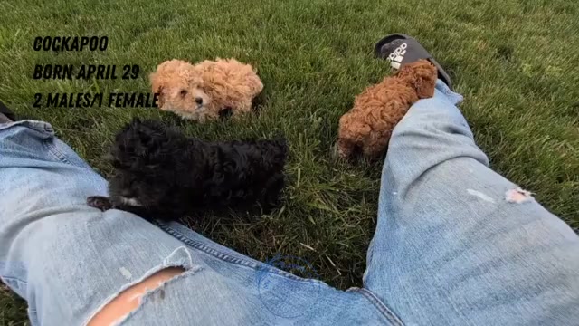 Video preview image #5 Cock-A-Poo Puppy For Sale in GOSHEN, IN, USA