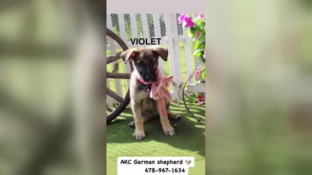 Video preview image #1 German Shepherd Dog Puppy For Sale in GRIFFIN, GA, USA