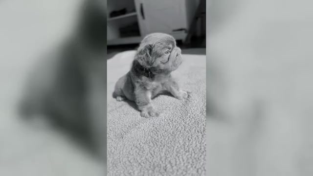 Video preview image #3 French Bulldog Puppy For Sale in PALM CITY, FL, USA