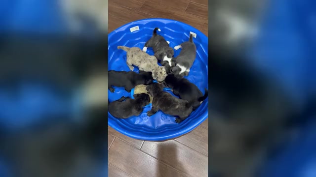 Video preview image #1 American Bully-French Bulldog Mix Puppy For Sale in LUMBERTON, TX, USA