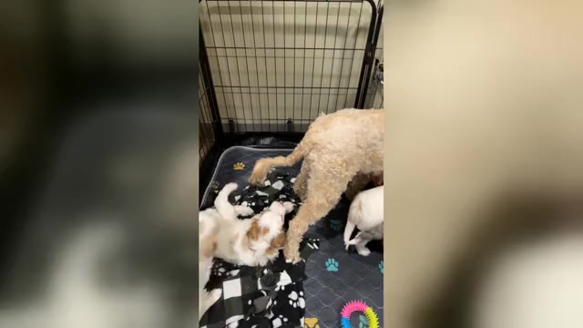 Video preview image #1 Golden Mountain Doodle  Puppy For Sale in JIM FALLS, WI, USA