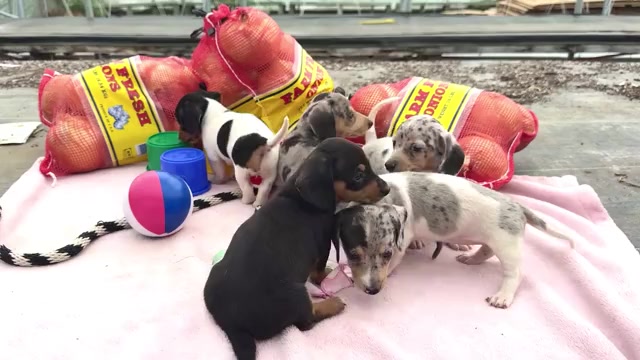 Video preview image #1 Dachshund Puppy For Sale in WAKARUSA, IN, USA
