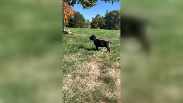 Video preview image #2 Labrador Retriever Puppy For Sale in FREDERICKSBG, OH, USA