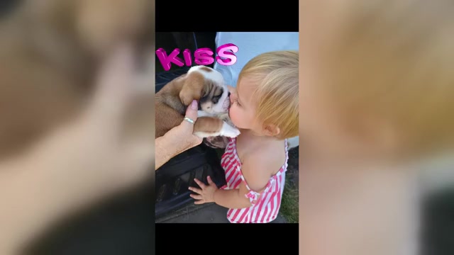 Video preview image #4 English Bulldog Puppy For Sale in SALEM, OR, USA