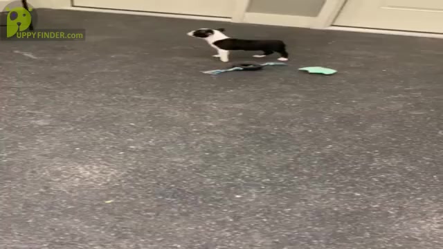 Video preview image #6 Boston Terrier Puppy For Sale in WARSAW, IN, USA