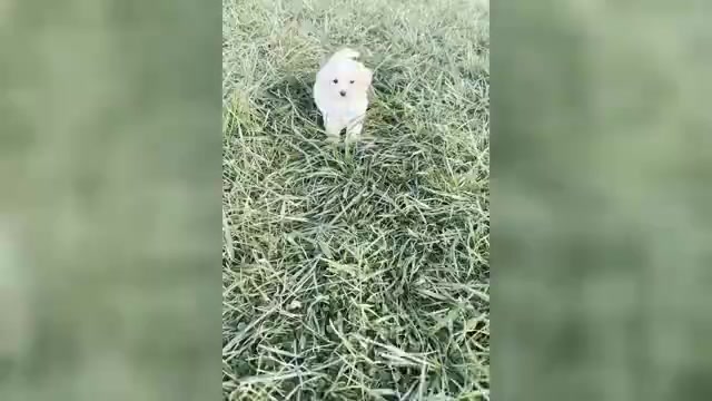 Video preview image #1 Maltipoo Puppy For Sale in WARSAW, IN, USA