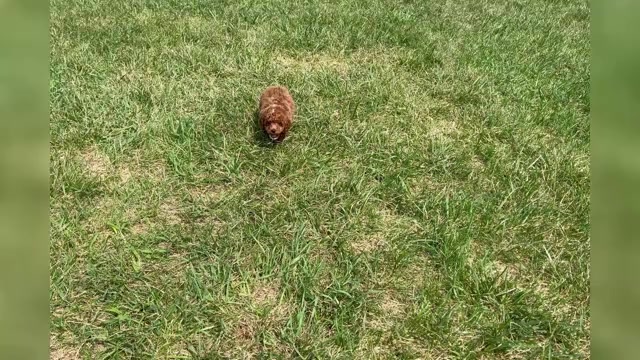 Video preview image #1 Poodle (Toy) Puppy For Sale in WARSAW, IN, USA