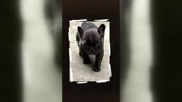 Video preview image #2  Breeder Profile in SALINAS, CA, USA