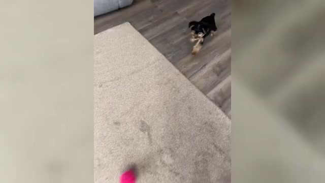 Video preview image #1 Yorkshire Terrier Puppy For Sale in NAPPANEE, IN, USA