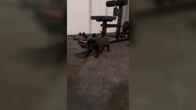 Video preview image #3 Cane Corso Puppy For Sale in COLLINSVILLE, IL, USA