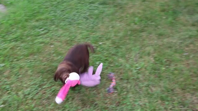 Video preview image #1 Labrador Retriever Puppy For Sale in SYRACUSE, IN, USA