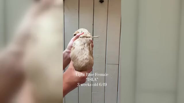 Video preview image #1 Cock-A-Poo Puppy For Sale in TRINITY, NC, USA