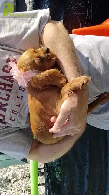 Video preview image #6 Cavalier King Charles Spaniel Puppy For Sale in HOWLAND, OH, USA