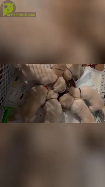 Video preview image #5 Labrador Retriever Puppy For Sale in RANTOUL, IL, USA