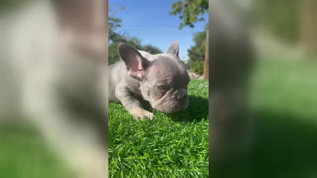 Video preview image #1 French Bulldog Puppy For Sale in LA JOLLA, CA, USA